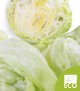 Lechuga Iceberg Ecológica