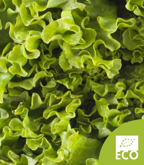 Lechuga Batavia Ecológica